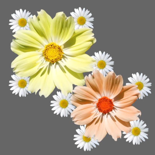 Kosmee mit Margeriten Blüte florales Blumenmuster
