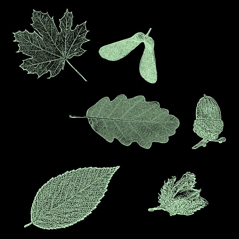 Ahorn, Eiche, Buche mint