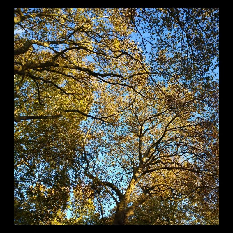 Golden tree throne