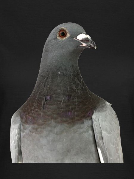 Pigeon