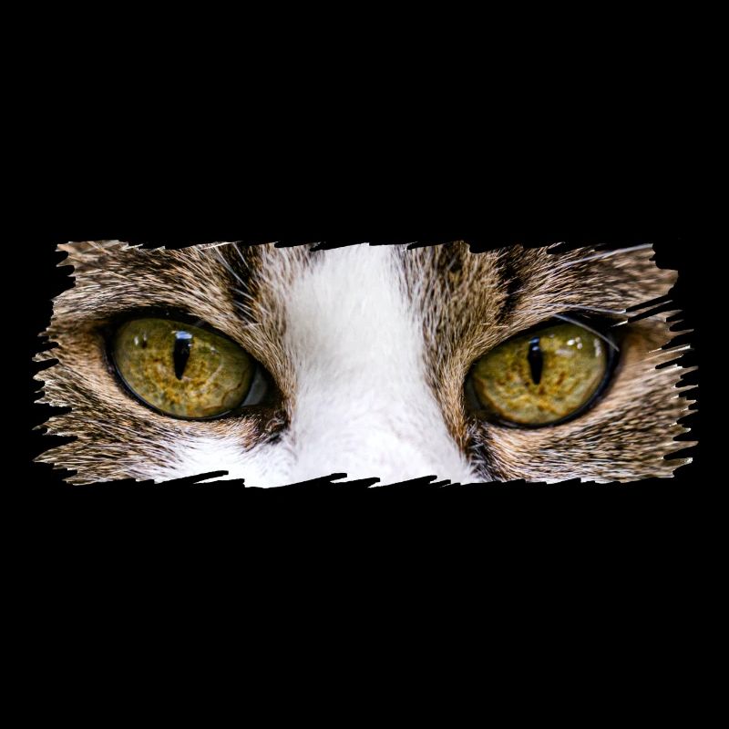 Yeux de chat