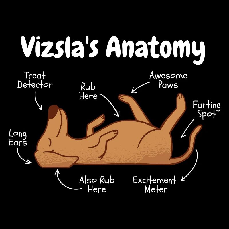 Anatomie d’un Vizsla