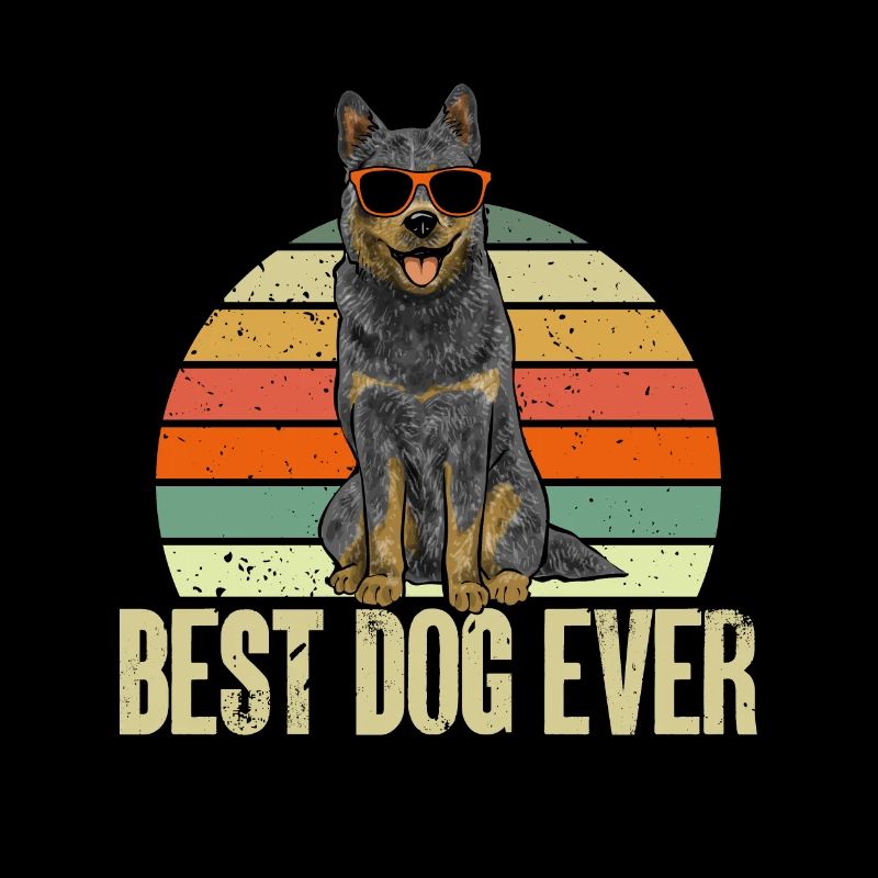 Bouvier australien Red Blue Heeler