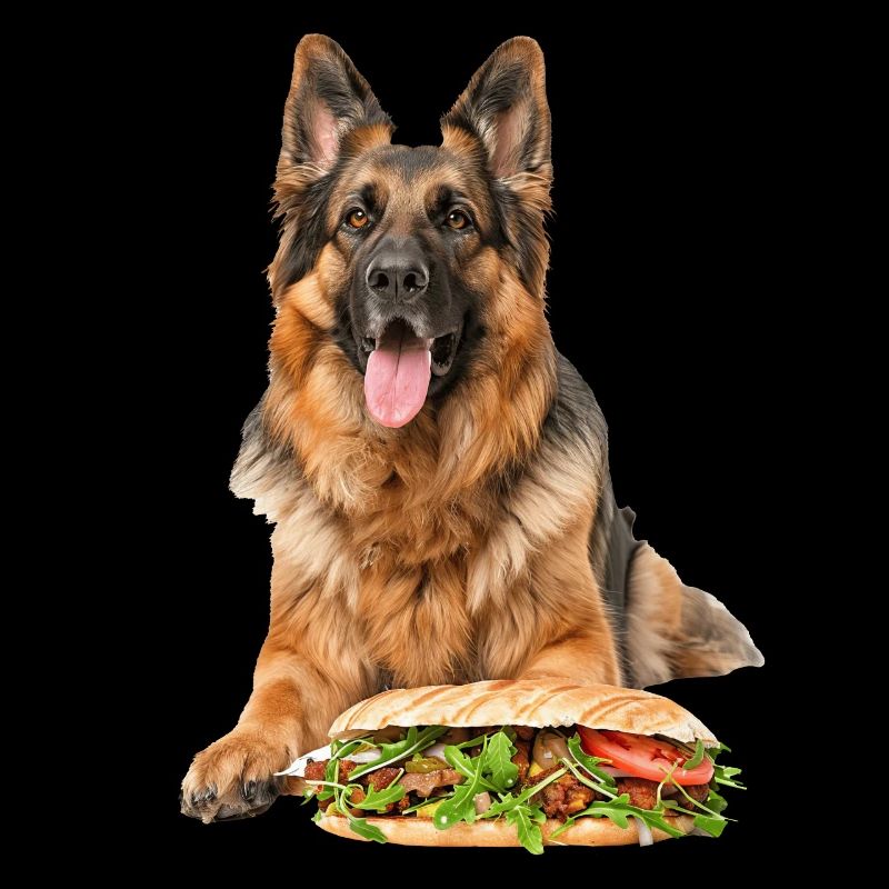 Deutscher Schäferhund