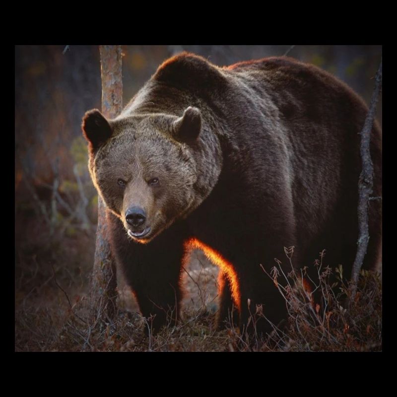 ours brun