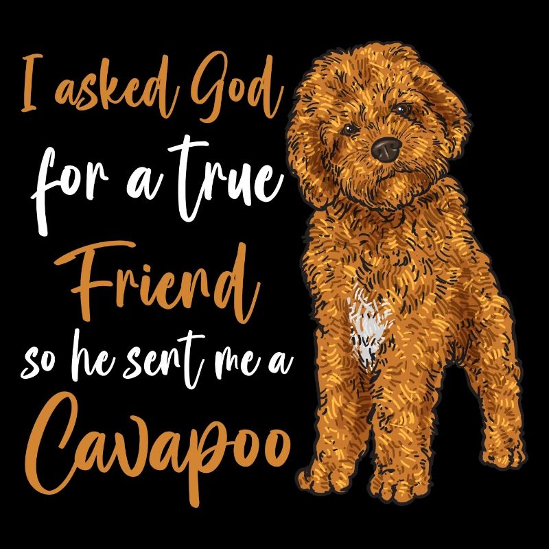 Cavapoo Cavoodle Capoodle Hund
