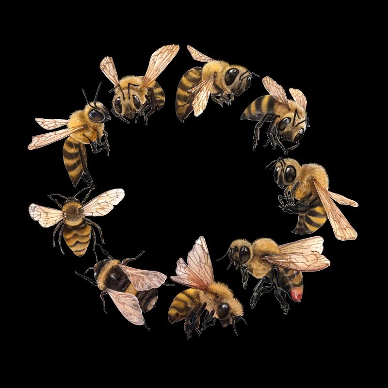 Abeilles et bourdons