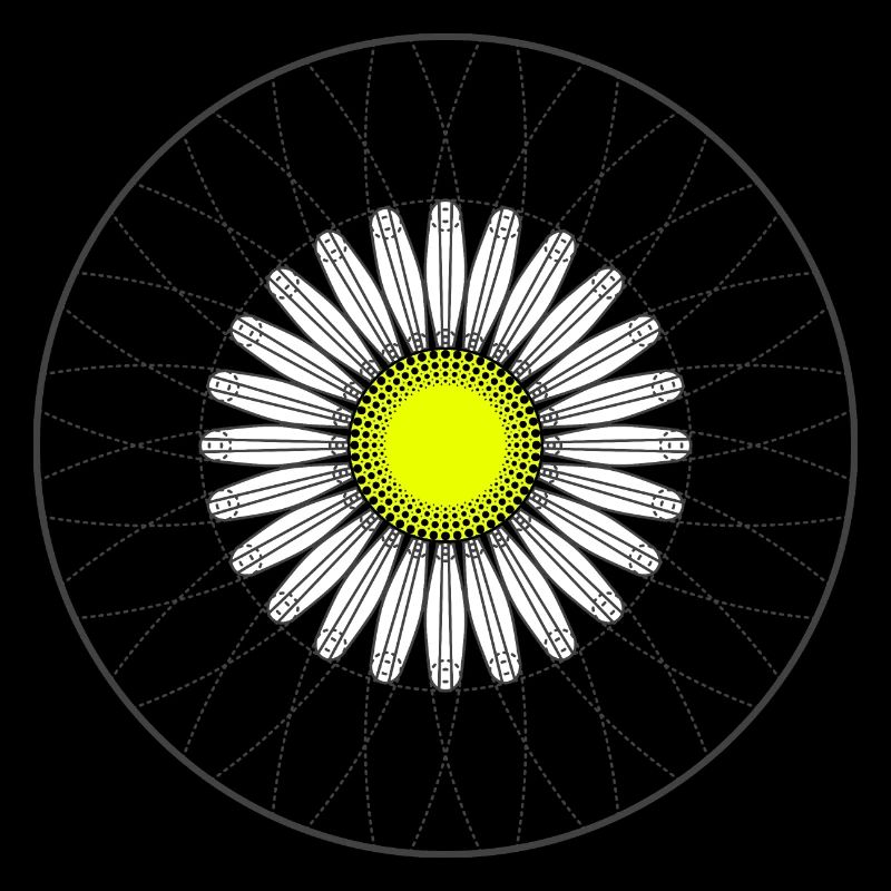 Gänseblümchen - Dunkel