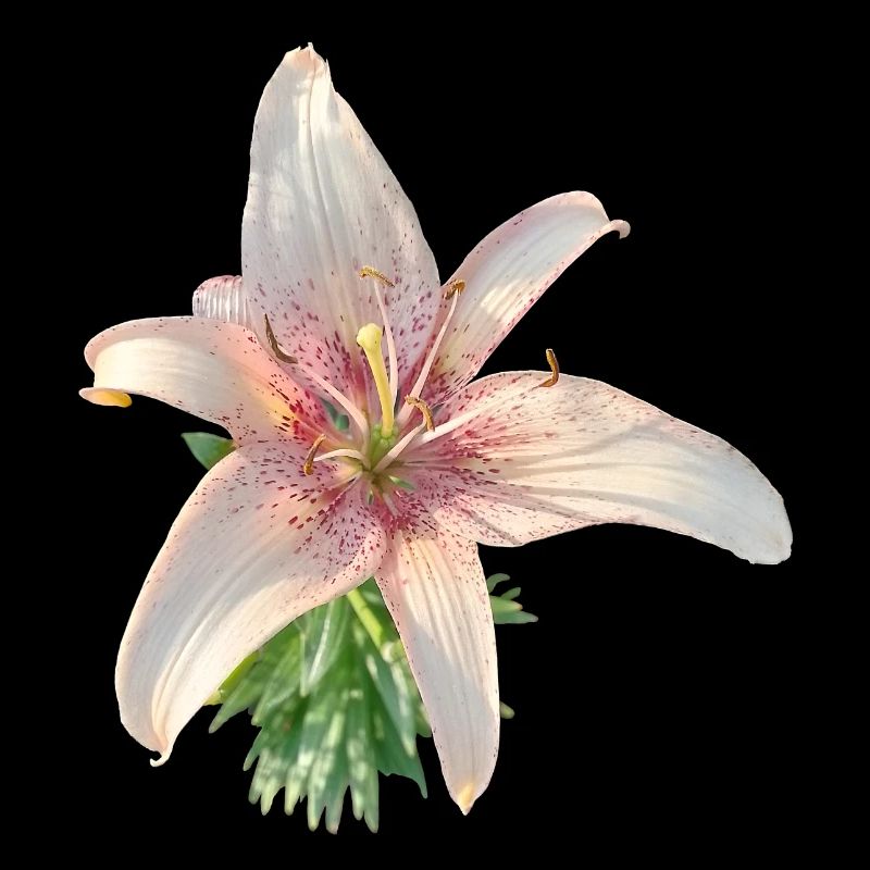 LYS ROSE