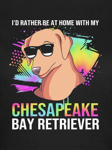 Chesapeake Bay Retriever