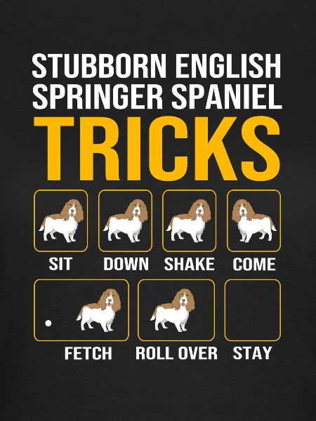 Springer Spaniel