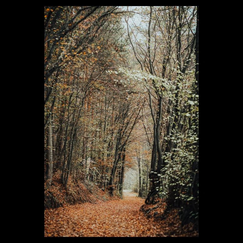 Forêt d’humeur automnale