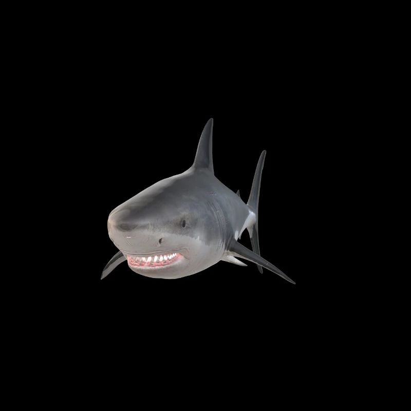 shark hai haifisch