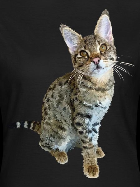Tabby