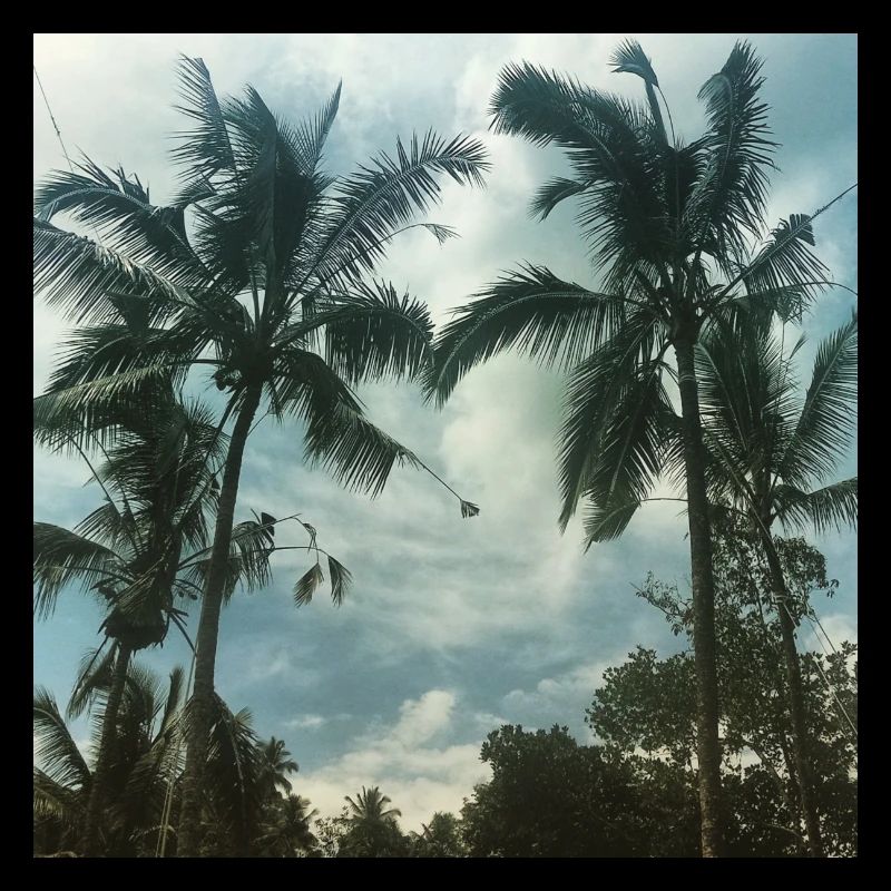 palmtrees