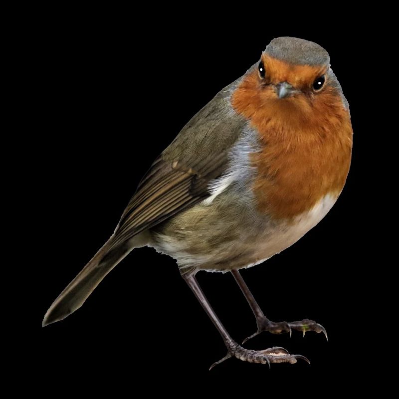Robin