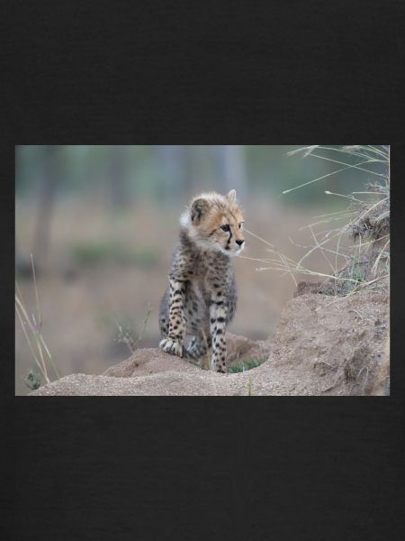 Ung gepard