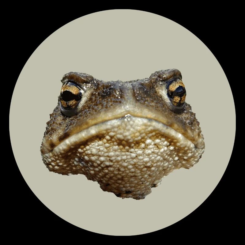 Toad - frog, bad mood days