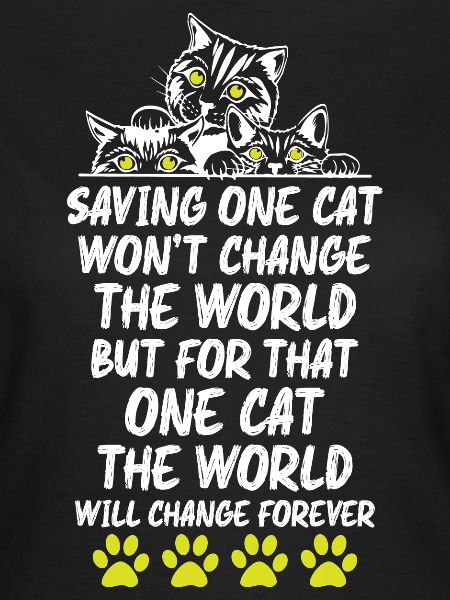 Cats Lover