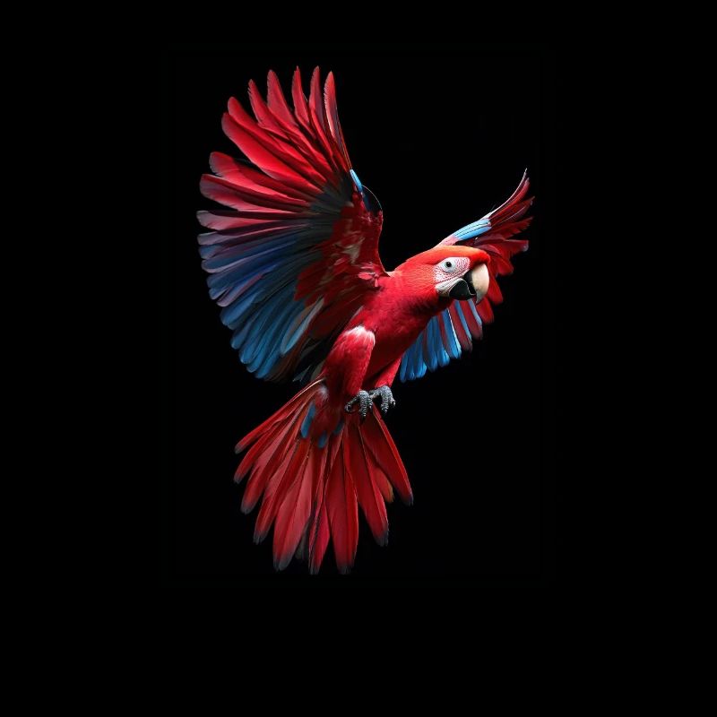 Parrot Parrot Parrot