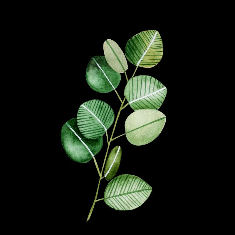 Eukalyptus