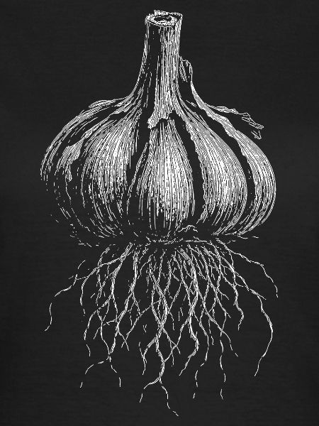 Knoblauch