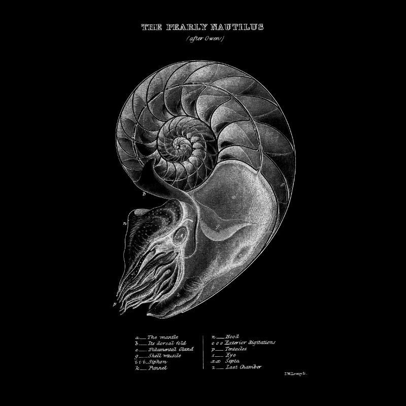 Le Nautilus nacré