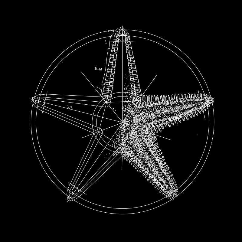 white starfish