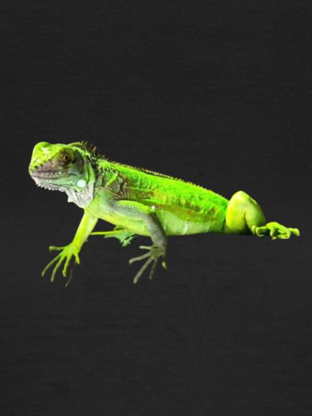 Leguan