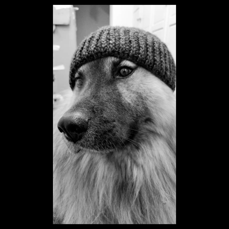 Eurasier schwarz weiß