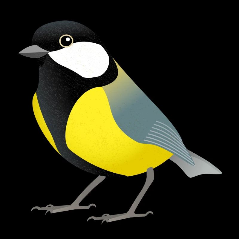 Mésange du chou