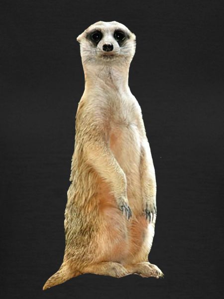 Suricates
