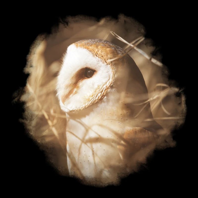 Barn Owl Schatzi