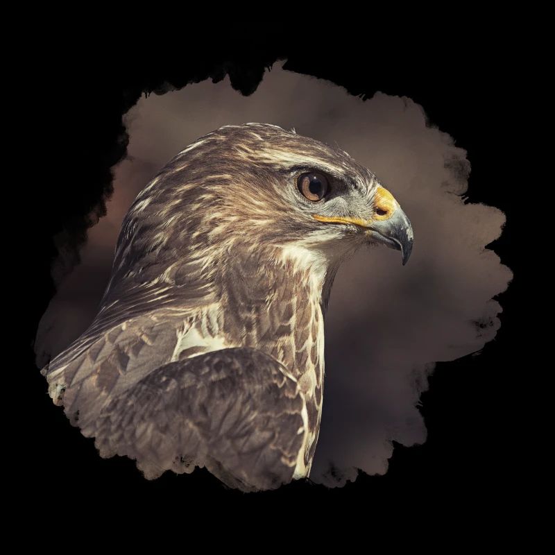 Buizerd