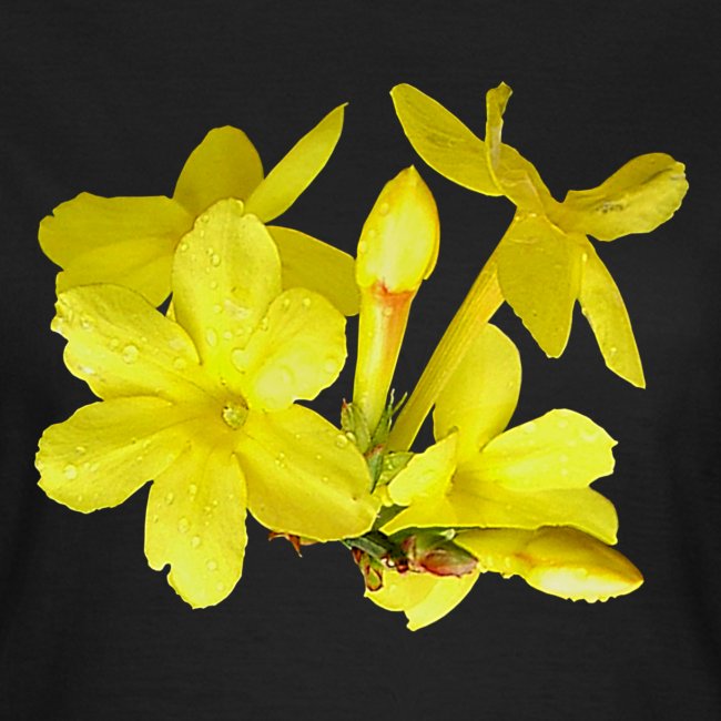 Winterjasmin Jasmin gelb Duft Zierpflanze Strauch