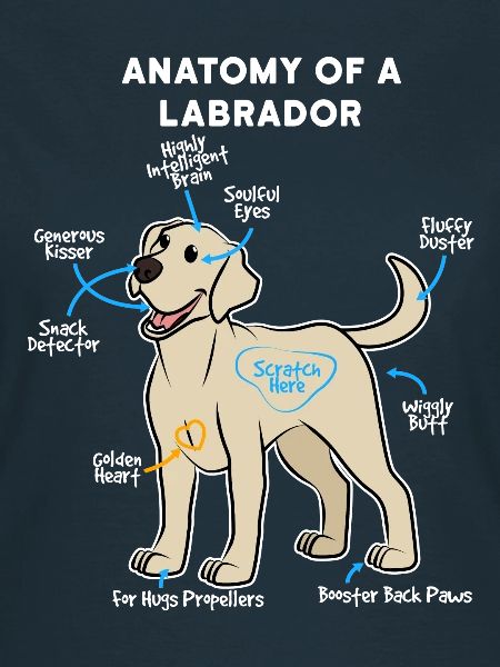 Hund Labrador