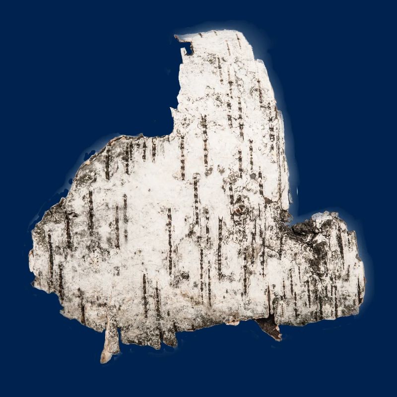 Birch bark tree