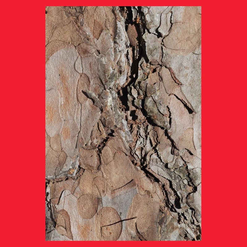 Tree bark