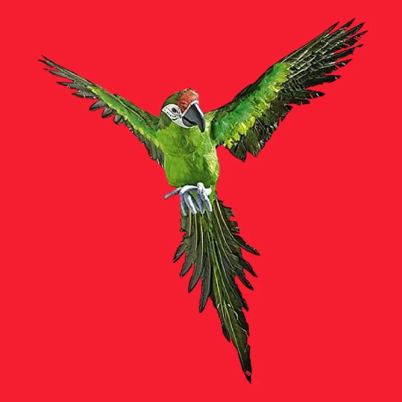 parrot green ara bird