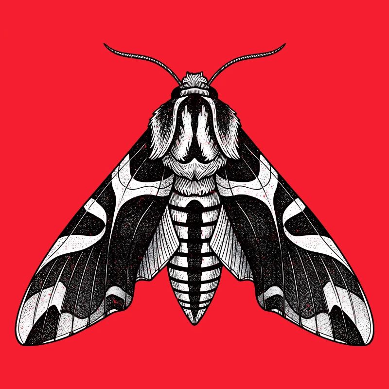 Moth Shadow Pattern Moth Black Moth