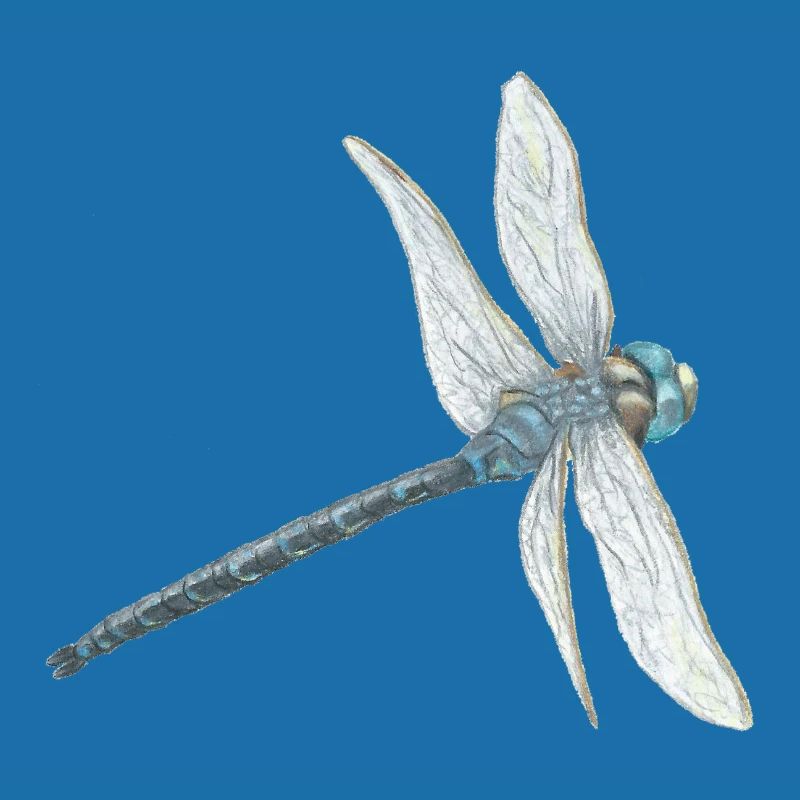 Illustration de libellule sarcelle