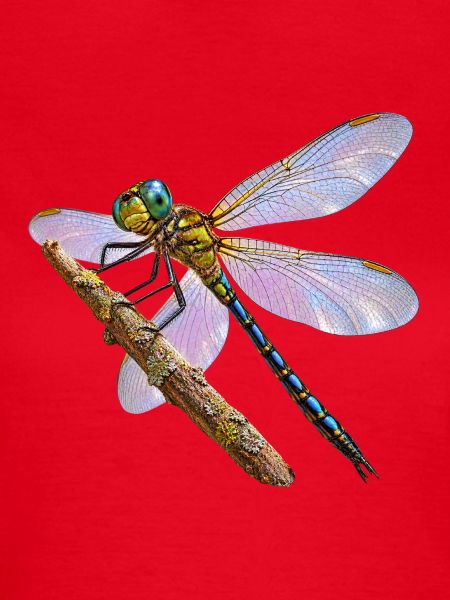 Libelle