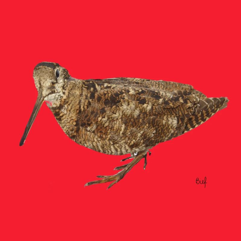 La beccaccia per cacciatore