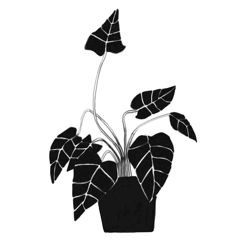 bloempot