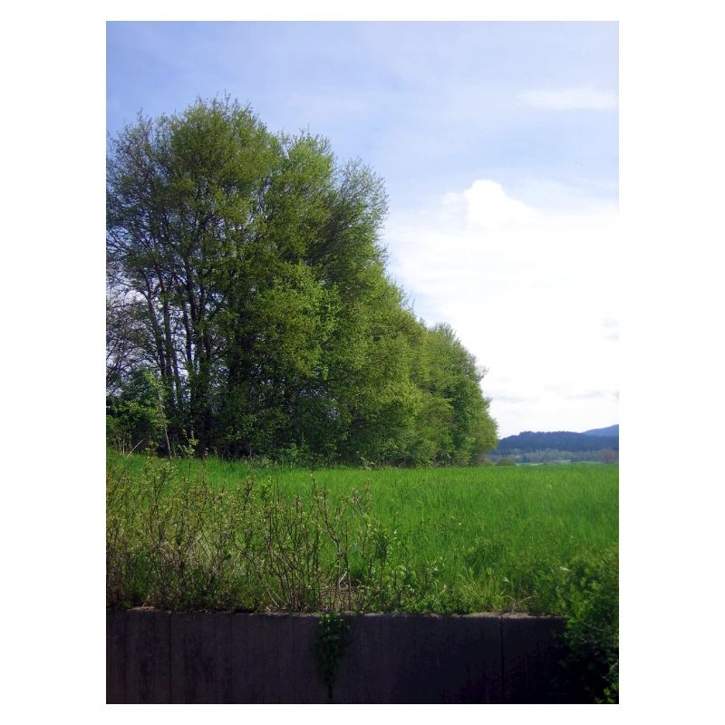 Trees