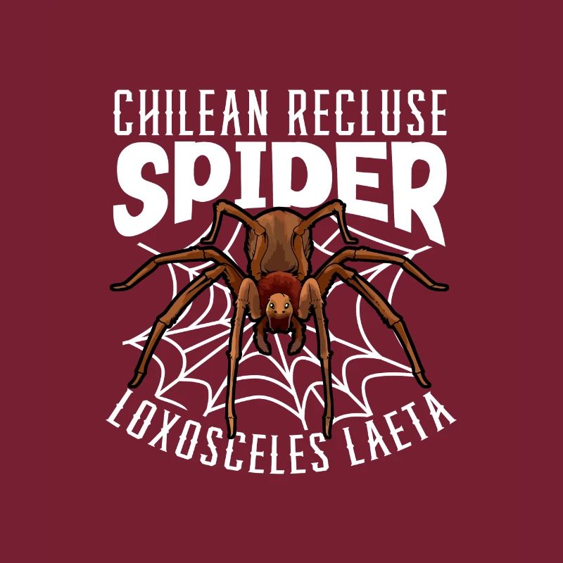 Araignée d’angle chilienne