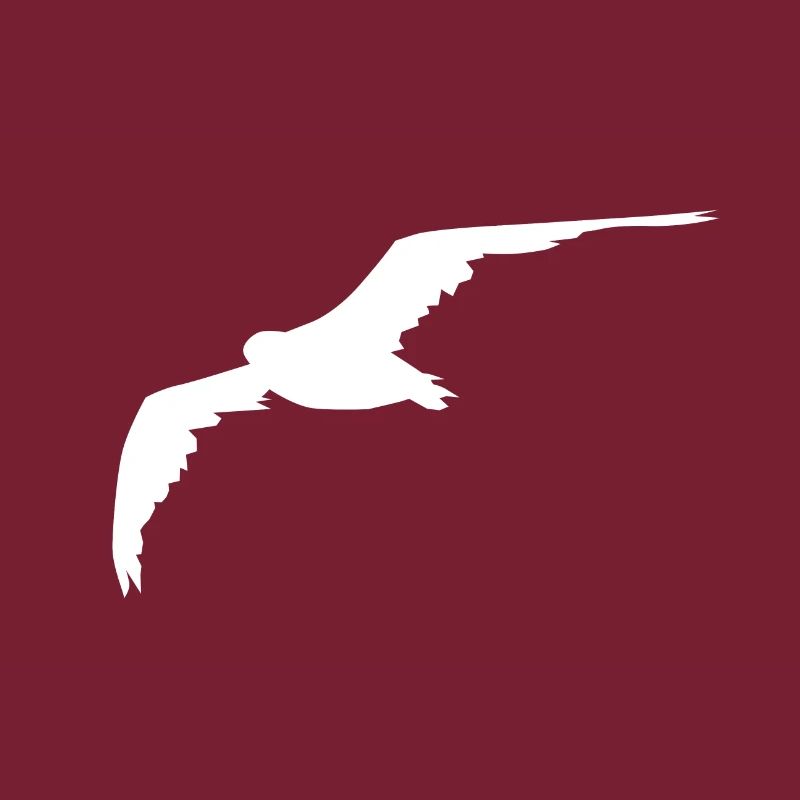 Möwe Gull