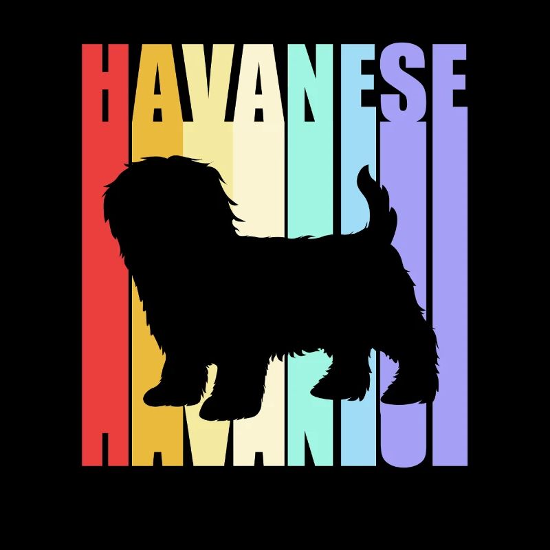 Havanese dog