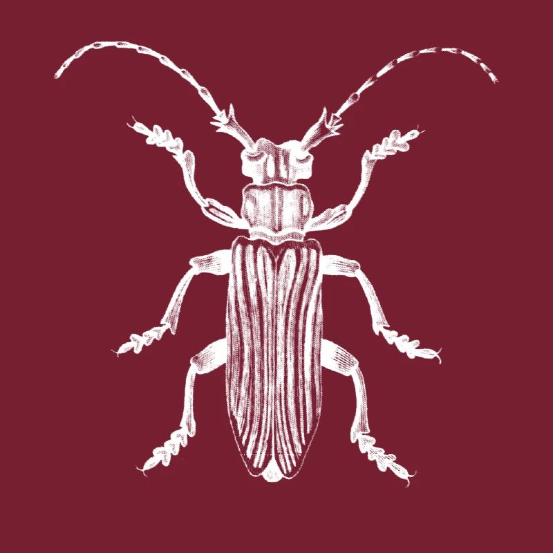 Beetle