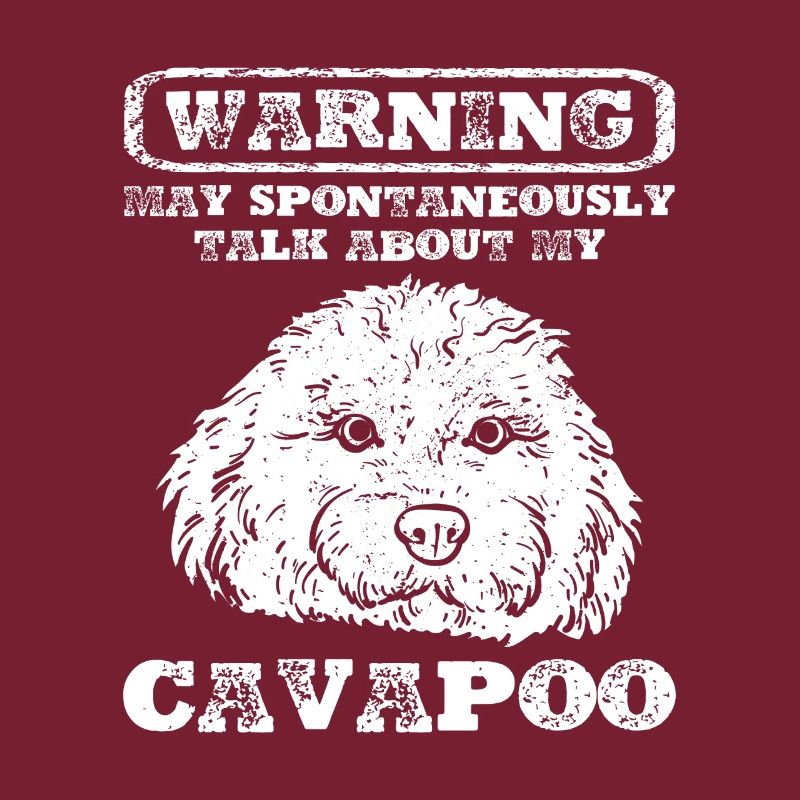Cavapoo Cavoodle Capoodle Chien